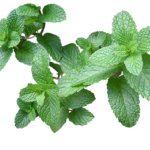 Préparer le bissap avec de la menthe