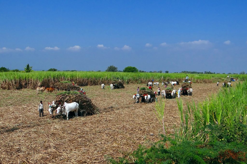 Récolte de la canne à sucre