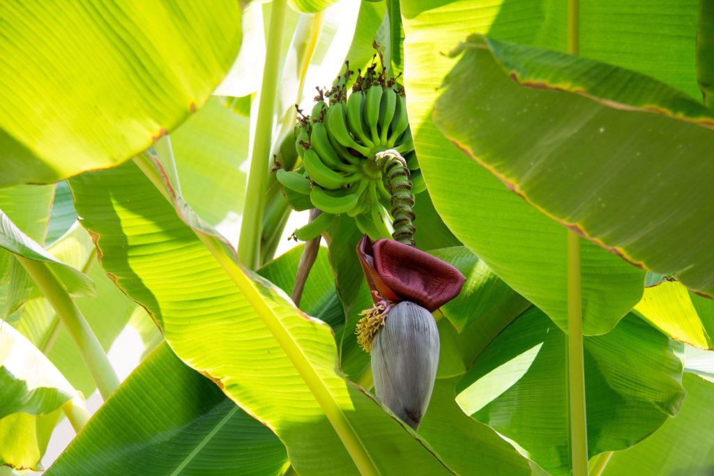 Régime de bananes