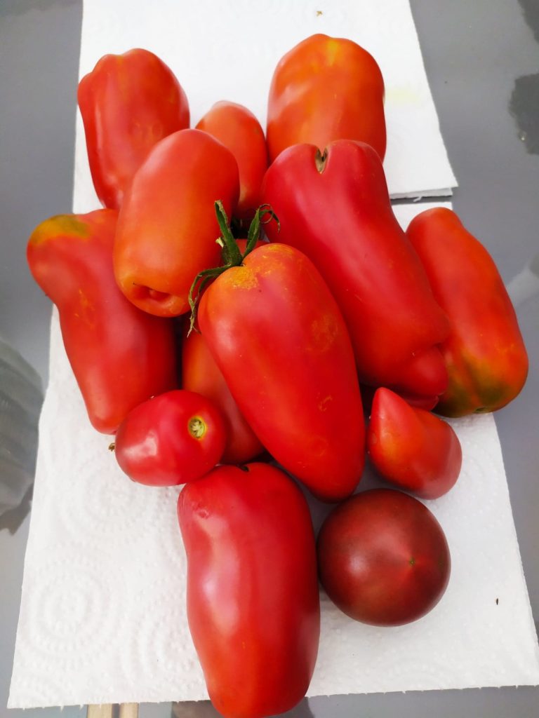 les tomates du jardin