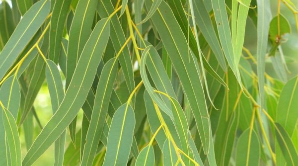 feuilles d'eucalyptus