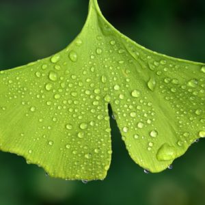 le ginkgo, une des plantes médicinale