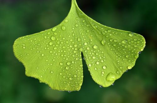 le ginkgo, une des plantes médicinale