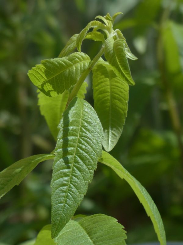 infusion de verveine odorante