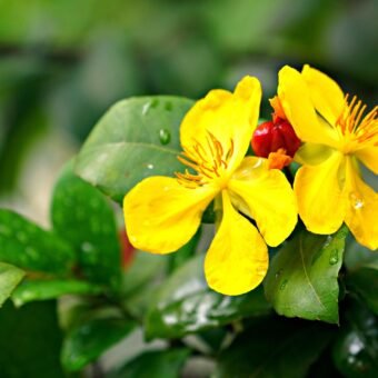 Fleurs de millepertuis – Hypericum perforatum en herboristerie